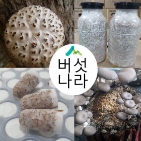 [SJ산림조합 버섯연구소] 원목재배용 버섯종균(표고/느타리)