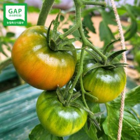 [도시농부] 부산 대저 토마토 2.5kg L사이즈